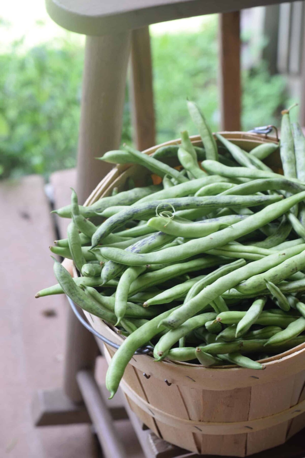 Bushel of Green Beans on rocking chair.JPG