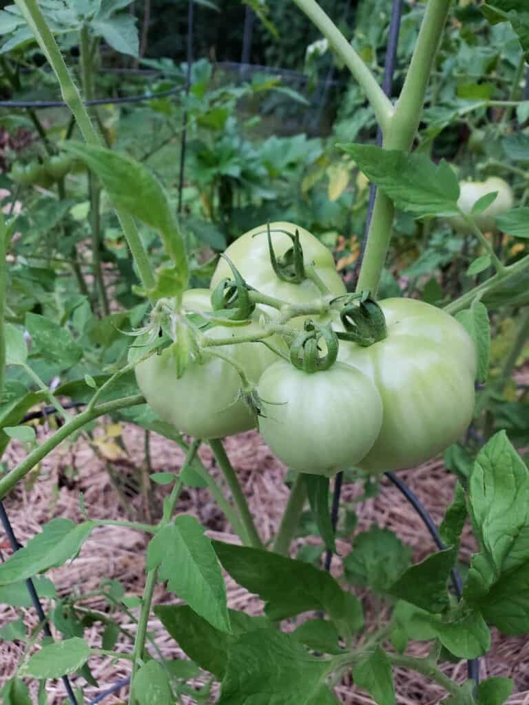 four green tomatoes on the vine in a garden