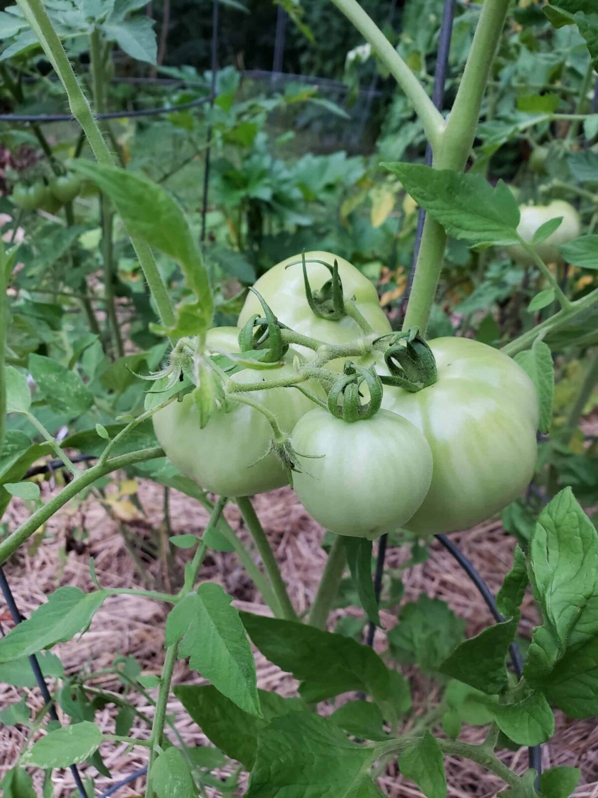 four green tomatoes on the vine in a garden