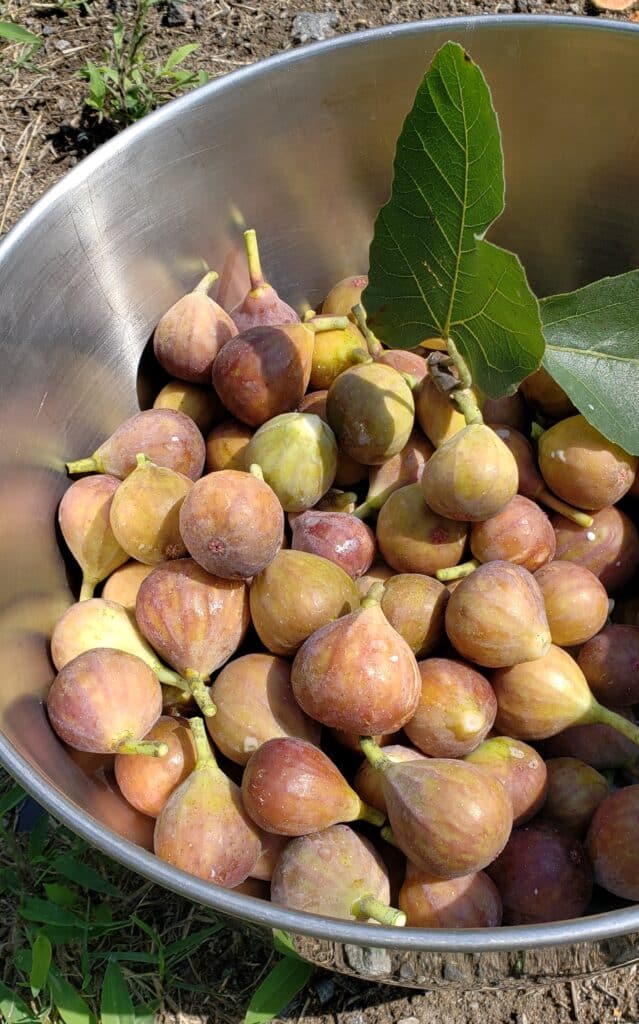 Stainless steel bowl of small mission figs shot outside