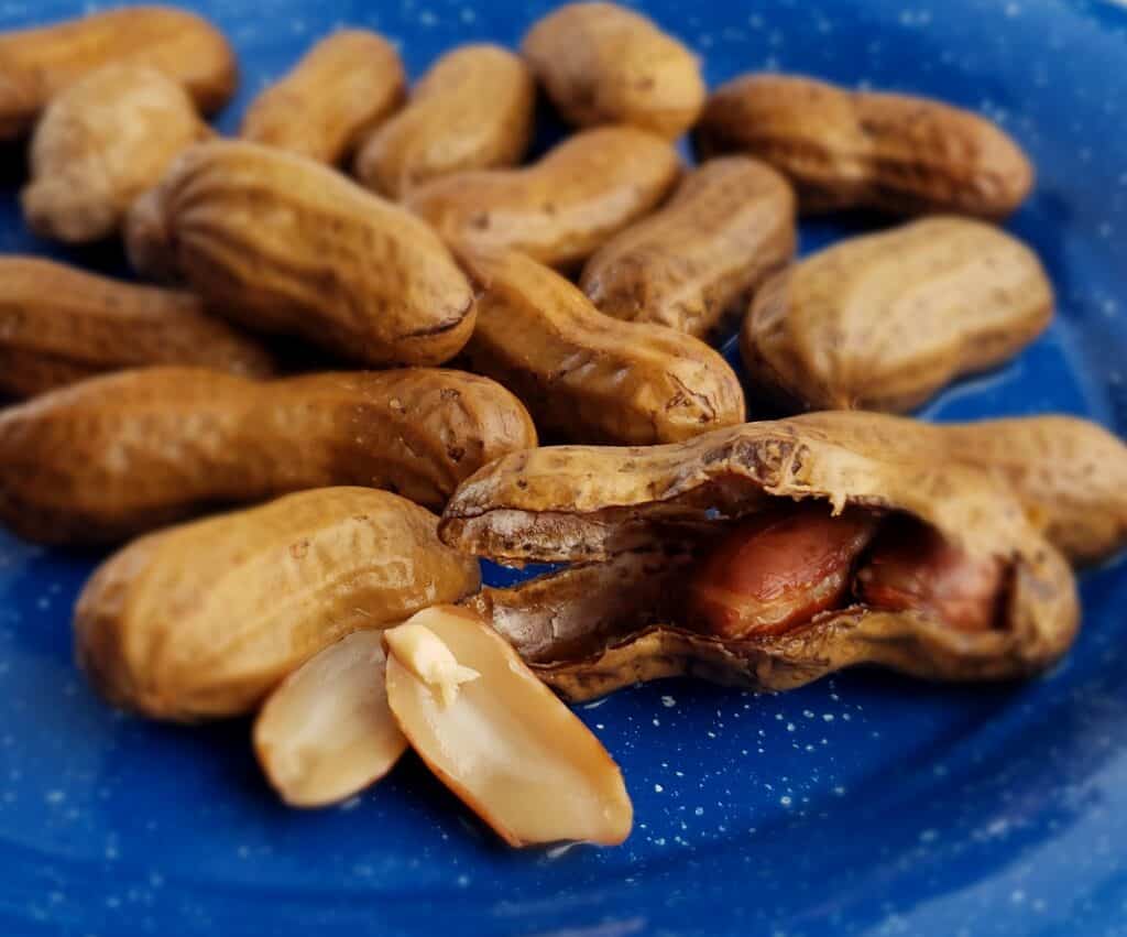 Boiled peanuts cracked open on a blue tin plate showing the inside of a peanut looks like a fish