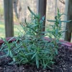 Rosemary is a hearty, pungent flavored herb that lasts through the winter
