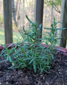 Rosemary is a hearty, pungent flavored herb that lasts through the winter