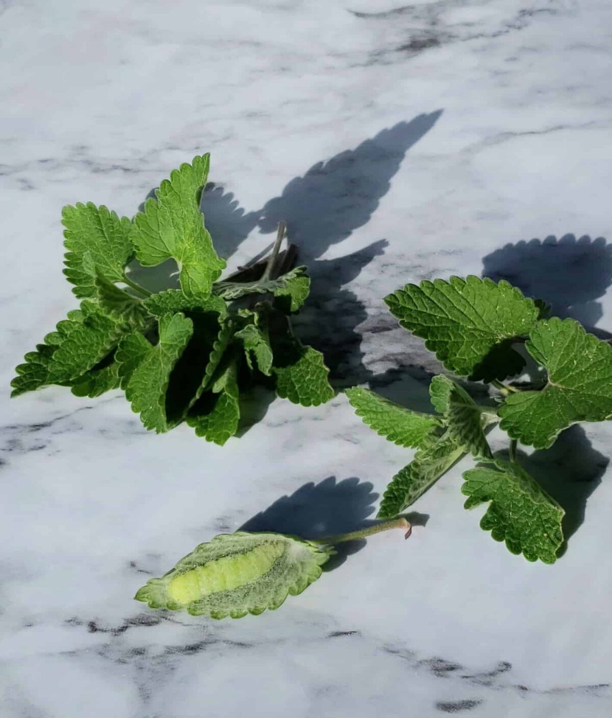 Catepillar under herb leaf on marble surface