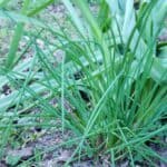 Chives are easy to grow in the garden and have a mild onion flavor