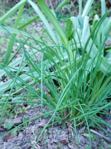 Chives are easy to grow in the garden and have a mild onion flavor