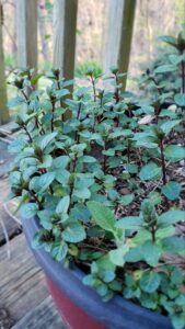 Chocolate mint has a dark stem and when the leaves are crushed actually has a faint chocolate aroma