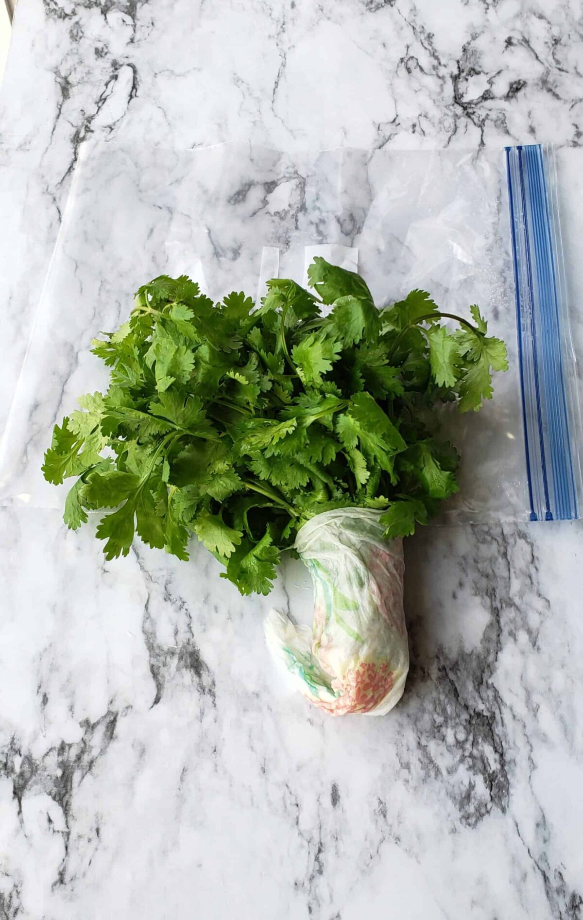  fresh cilantro in damp paper towel around the stems so they stay 