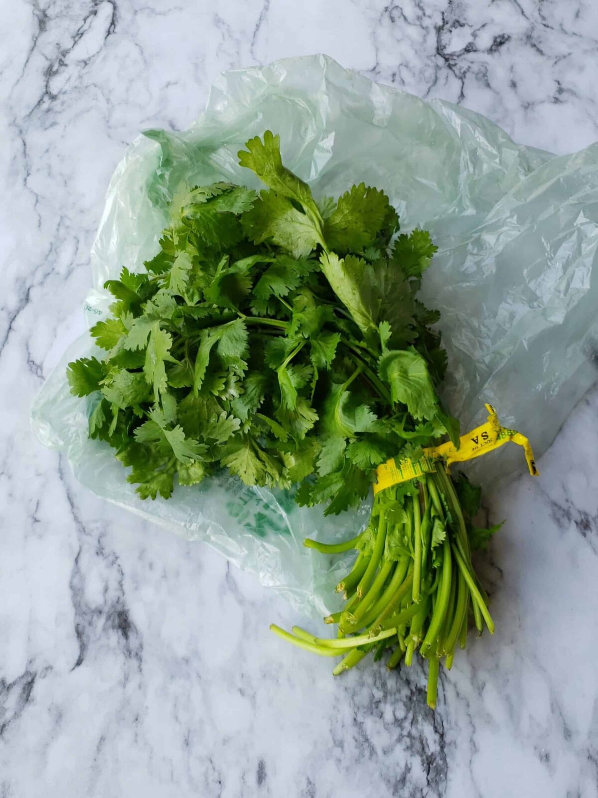 Fresh cilantro straight from the grocery store tied with wire tie back.