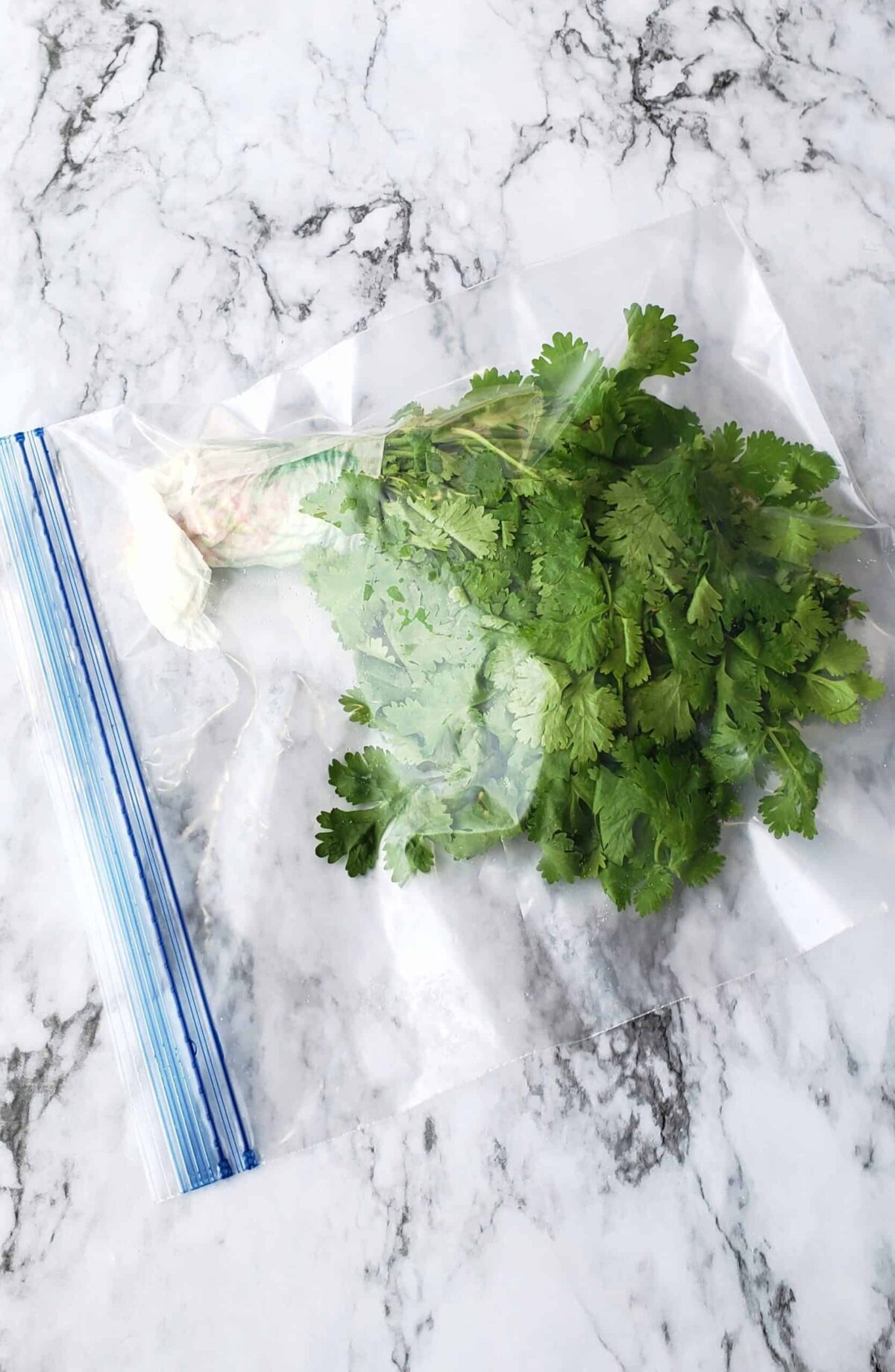  cilantro in a zip top plastic bag 