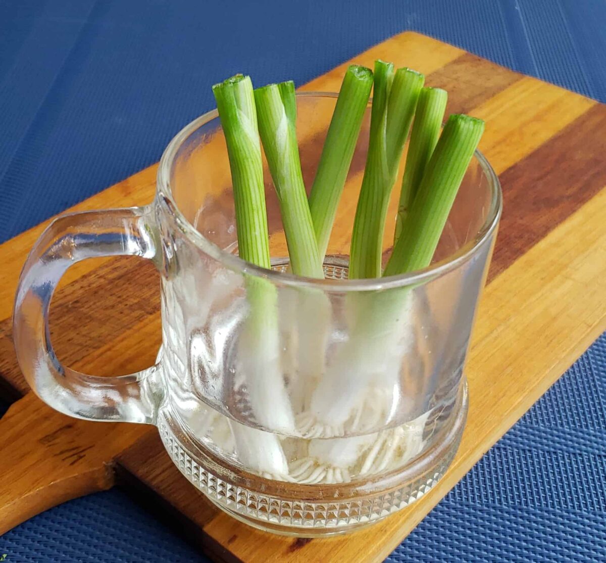 white parts of green onions with roots in glass coffee cup on wooden cutting board with blue surface