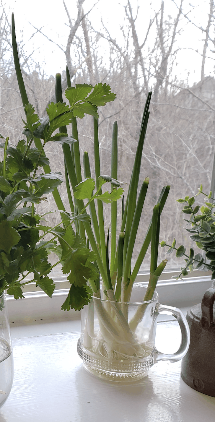 green onions in glass coffee cup with parts of cilantro showing in window sill 