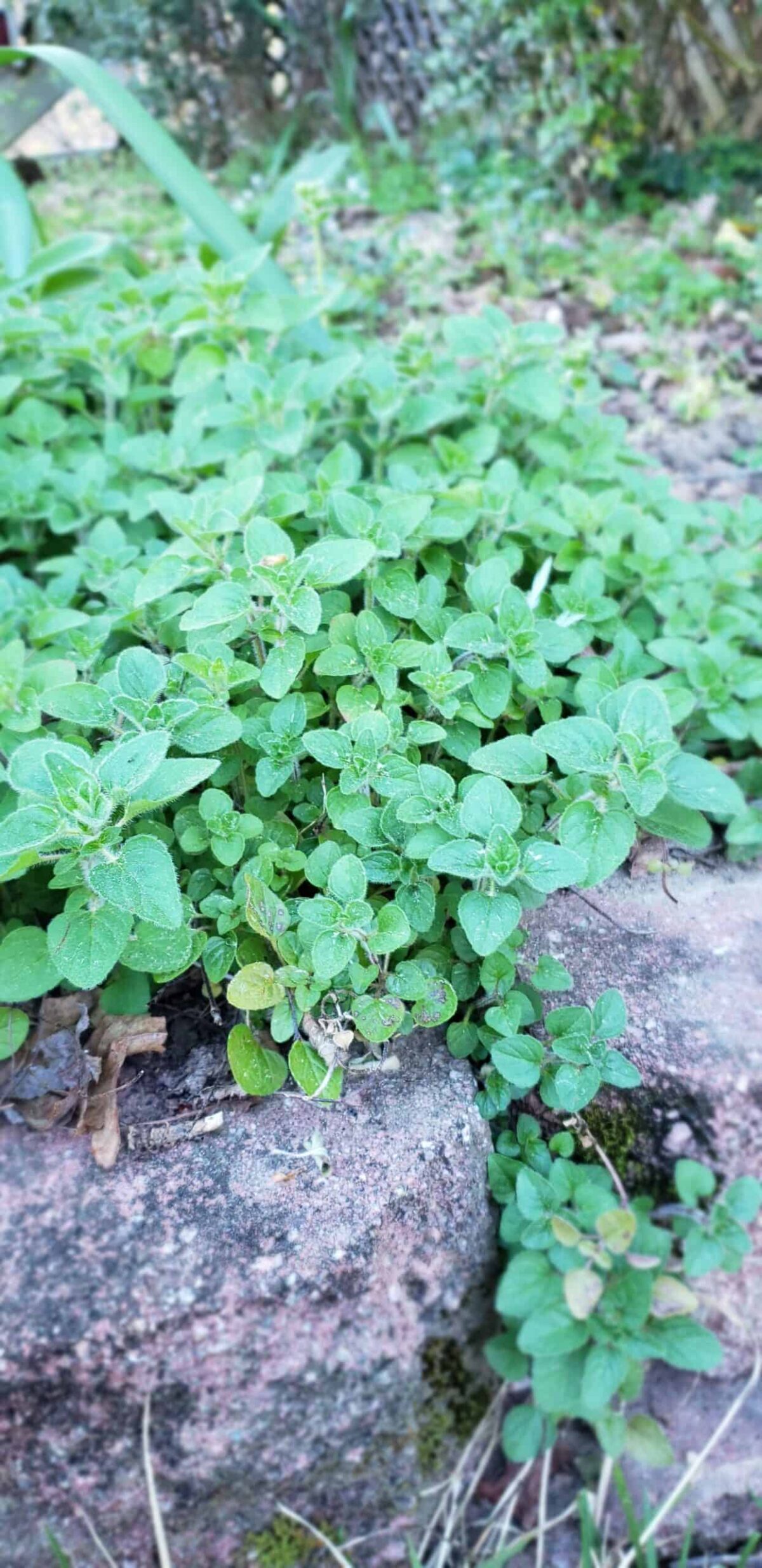 fresh oregano growing on rock wall