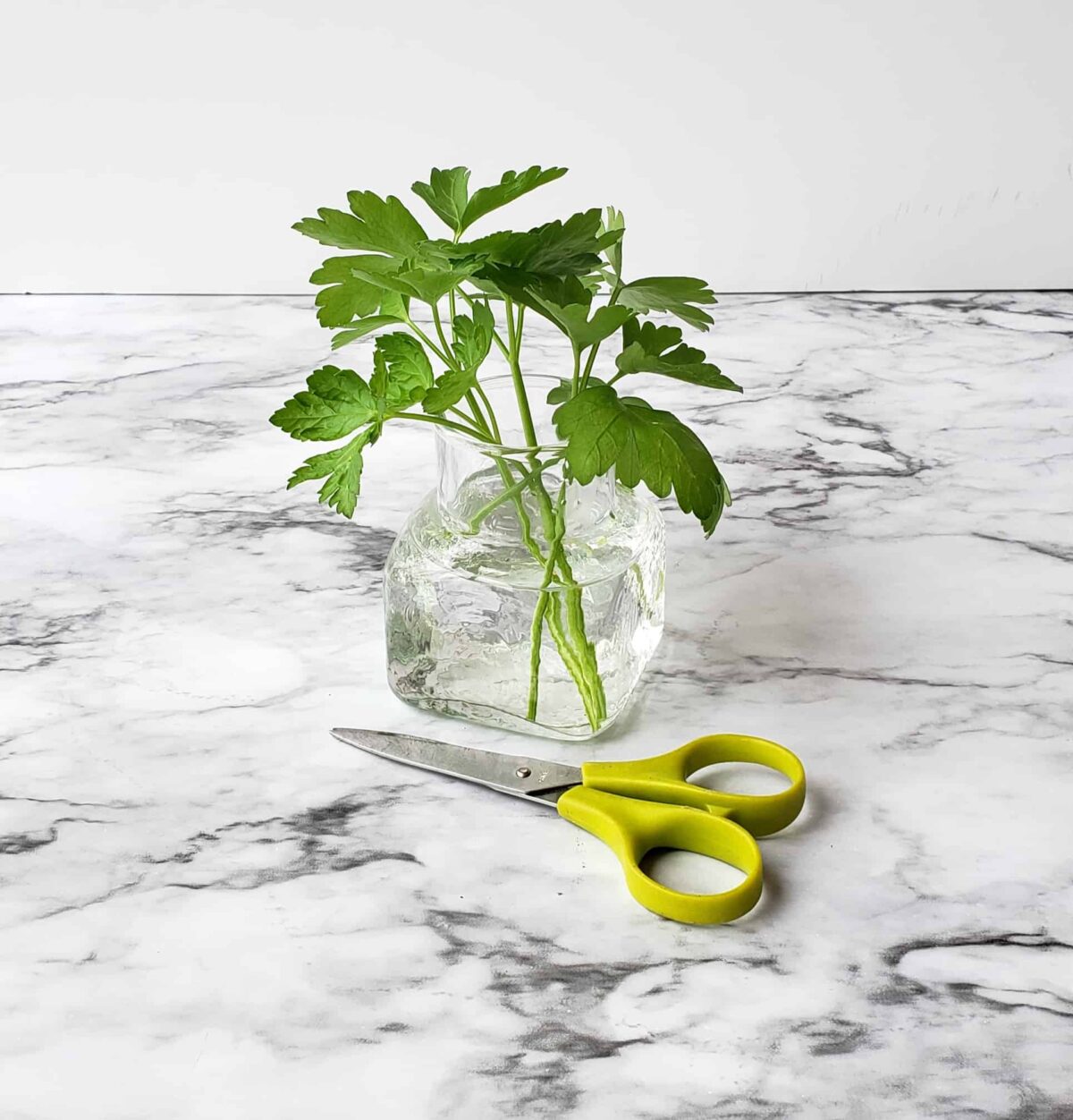 cut fresh parsley in a jar of water with scissors on marble surface