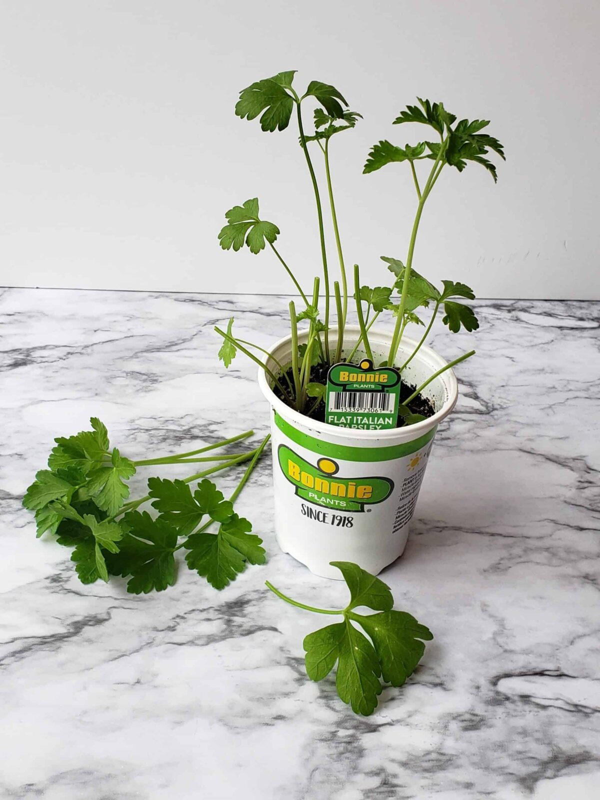 Cut parsley stems from potted plant laid on marble surface