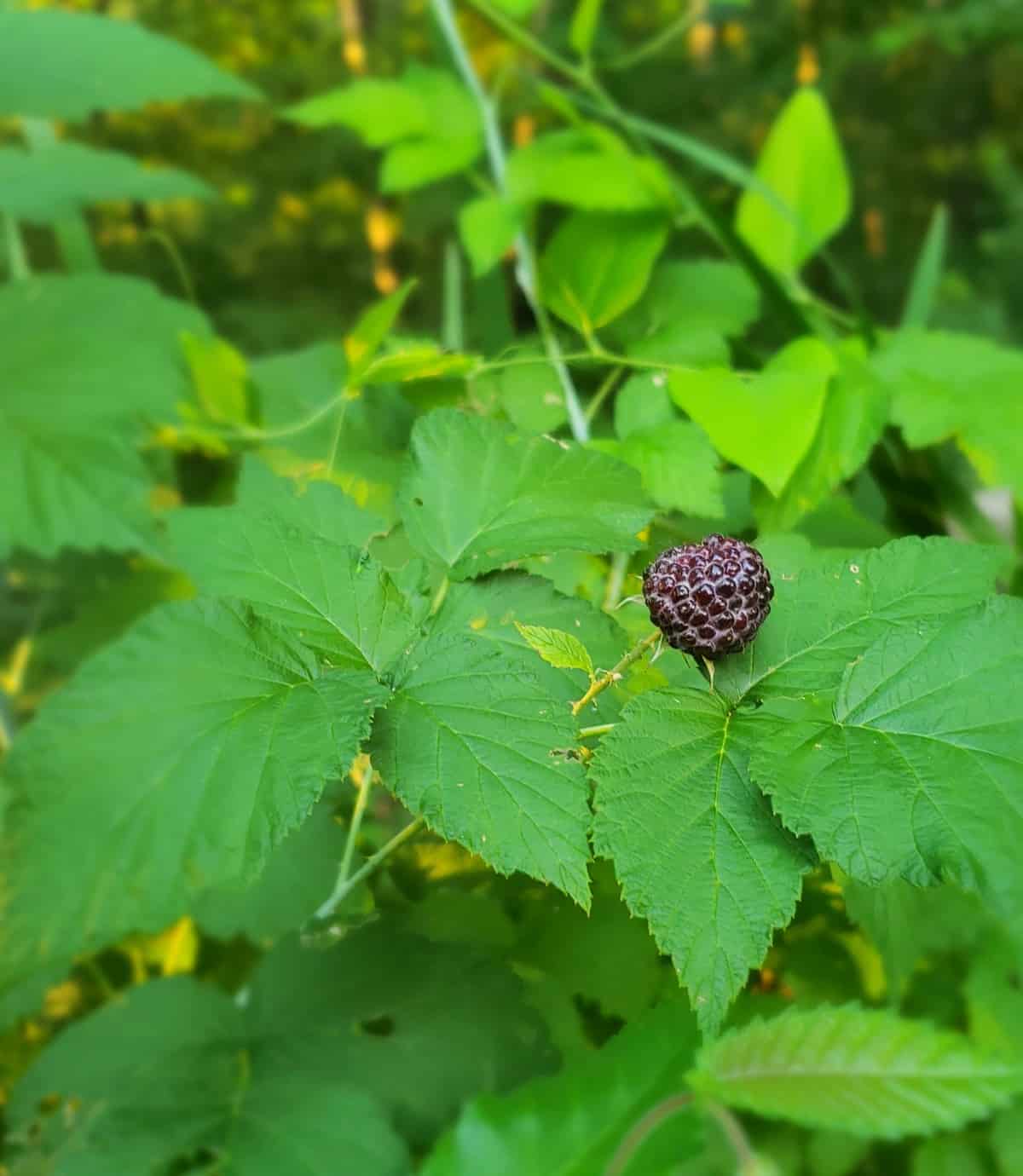 Black raspberry on the vine with raspberry leaves