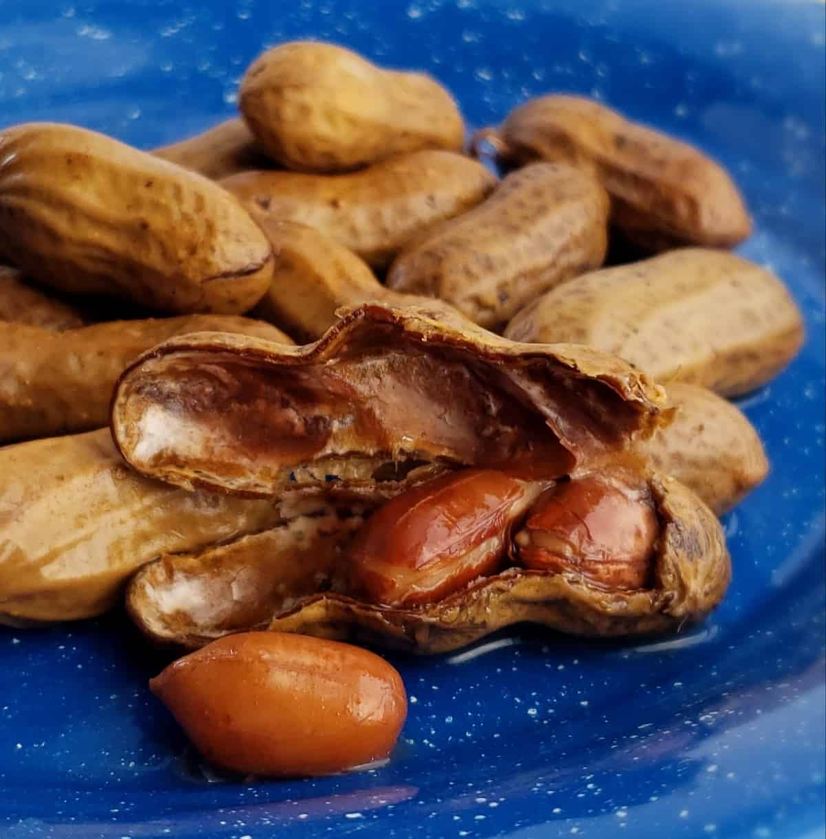 Boiled peanuts in shell on blue plate with one shell exposing peanuts inside.