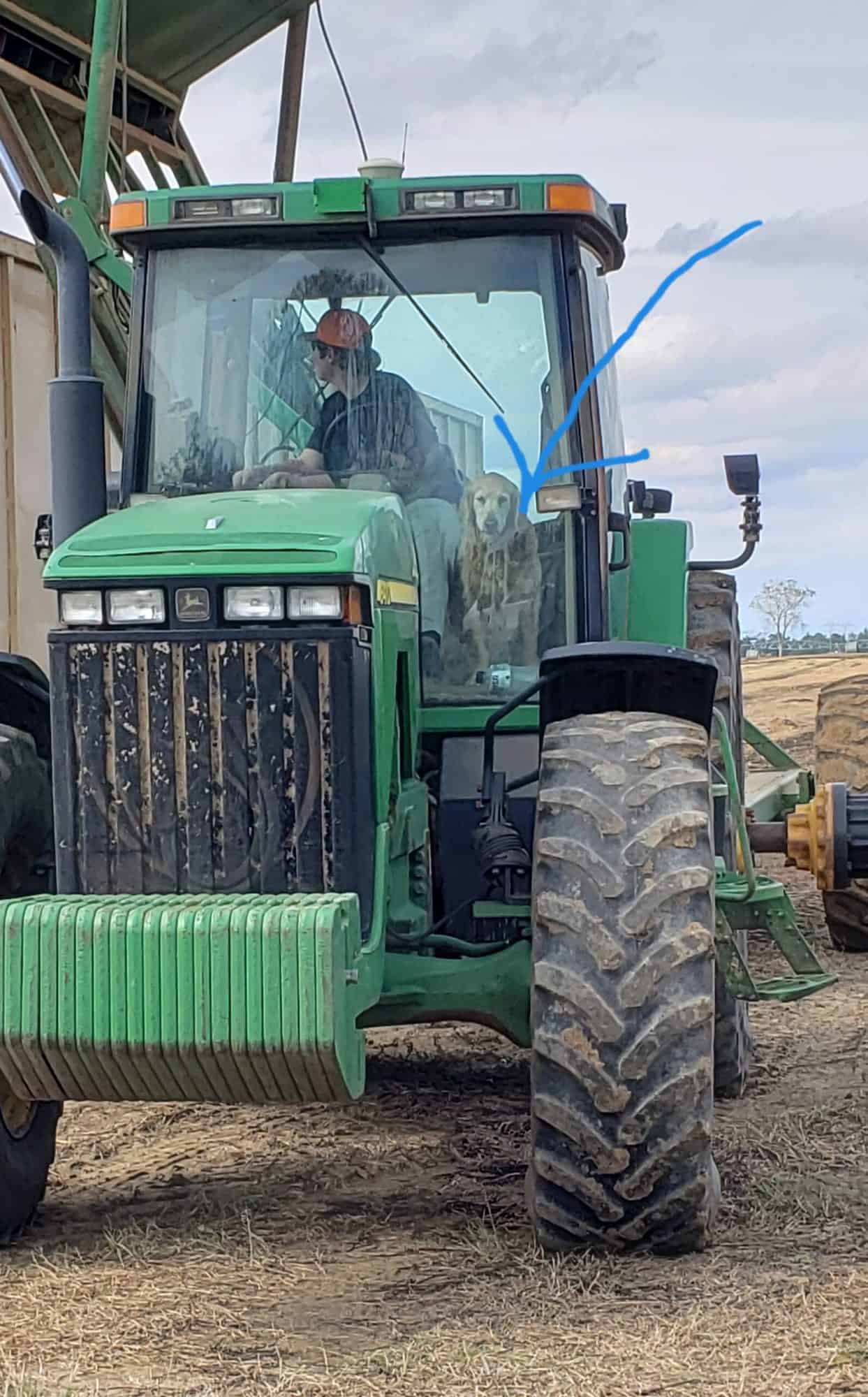 dog in tractor