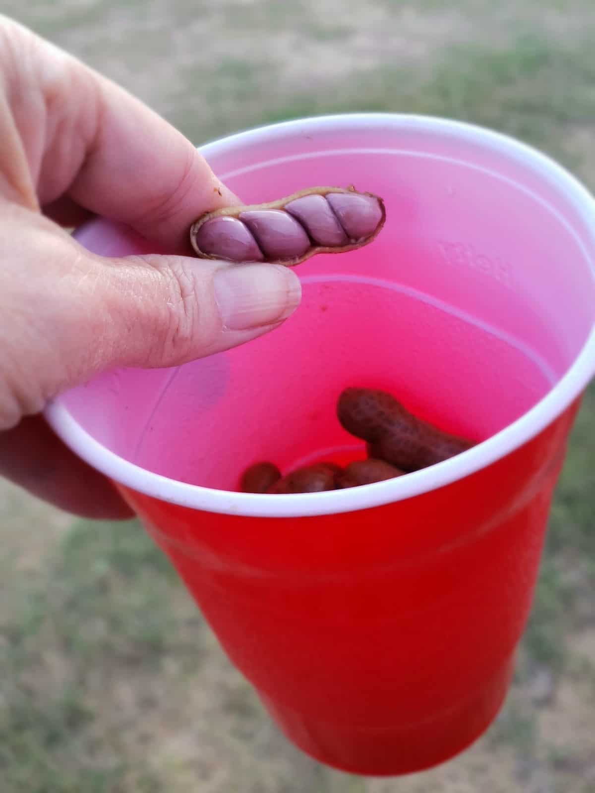 boiled peanuts in a red solo cup