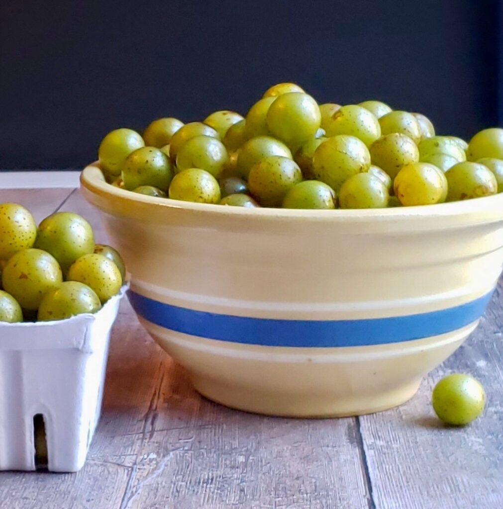 Antique crock bowl full of bronze muscadines or scuppernong grapes.