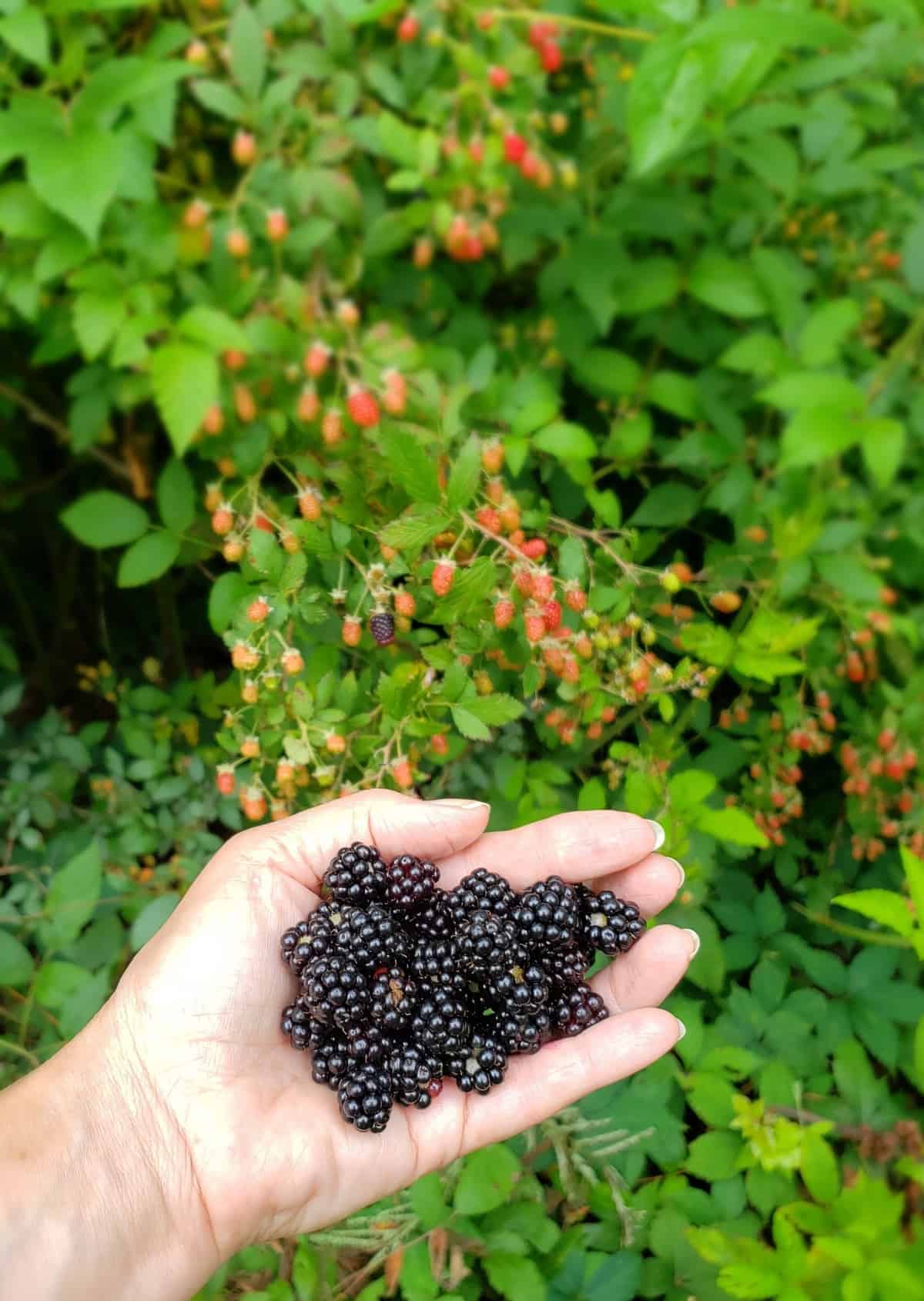 Hand holding fresh blackberries in front of a blackberry bramble bush.