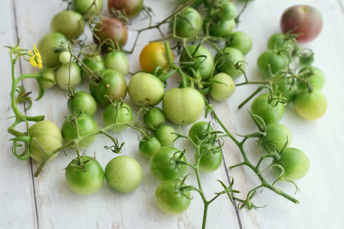 Overhead view of multi size green cherry tomatoes.